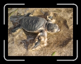 Tortue